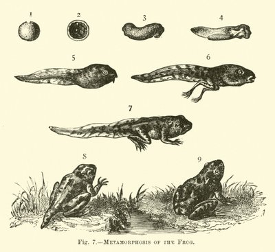 Metamorphosis of the Frog by English School