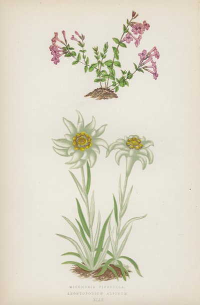 Micomeria Piperella; Leontopodium Alpinum by English School