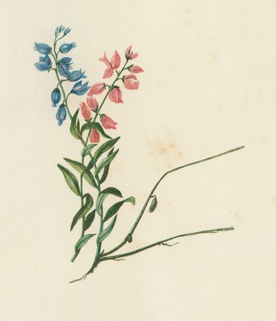 Milkwort, Polygala Vulgaris by English School
