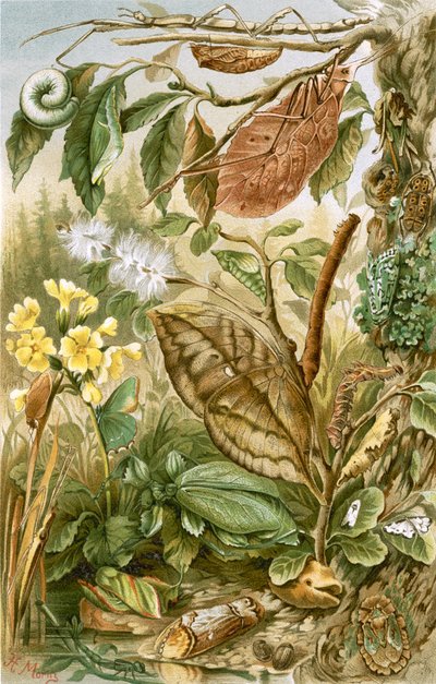 Mimicry in Insects by English School