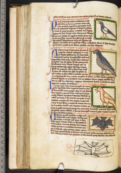 Miniatures of birds, and marginal drawing of a bat, from Theological miscellany, including the Summa de vitiis, Harley 3244, f.55v, c.1236-50 by English School