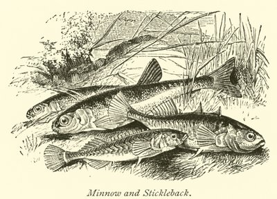 Minnow and Stickleback by English School