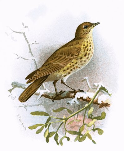 Missel Thrush by English School