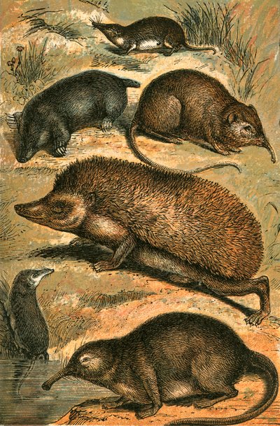 Mole, Shrew, Elephant Shrew, Hedgehog, Water Shrew and Pyrenean Desman by English School