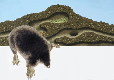 Mole and Mole Hill by English School