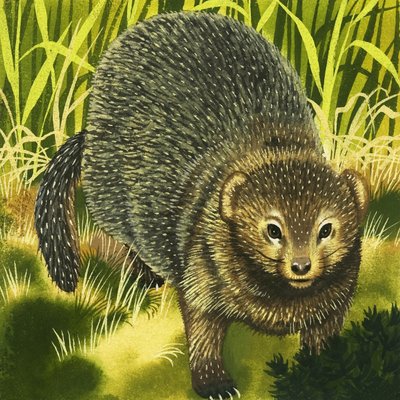 Mongoose by English School