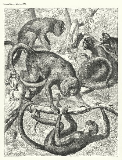 Monkeys by English School