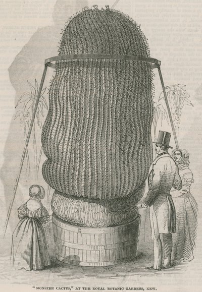 Monster Cactus at the Royal Botanic Gardens, Kew by English School