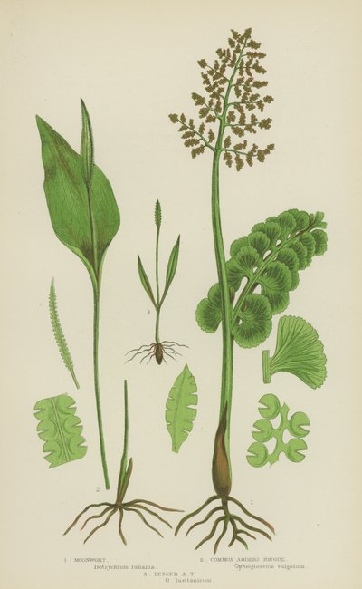 Moonwort, Common Adder