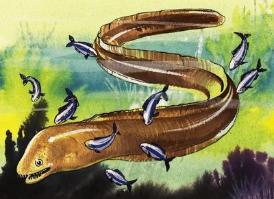 Moray Eel by English School
