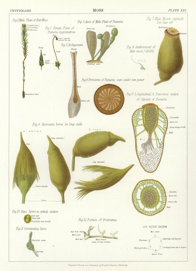 Moss by English School