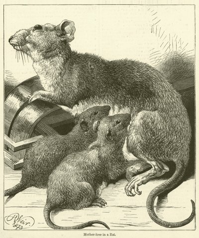 Mother-love in a Rat (engraving) by English School