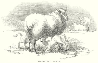 Mother of a Family by English School