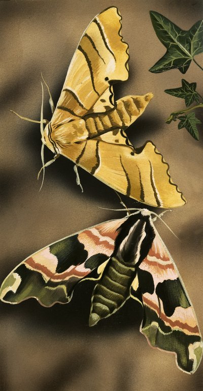 Moths by English School