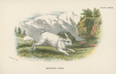 Mountain-Hare by English School