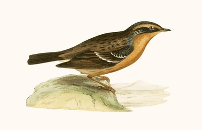 Mountain Accentor, illustration from 