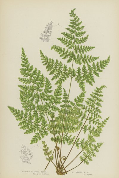 Mountain Bladder Fern, Alpine Bladder Fern by English School