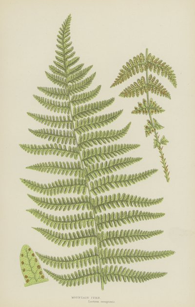 Mountain Fern by English School