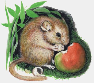 Mouse Chewing Apple by English School