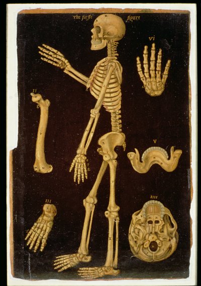 Dissection, from Anatomical Tables, by John Banister by English School