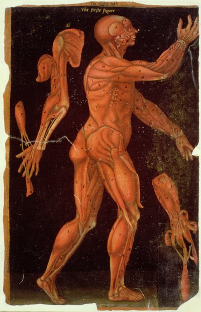Dissection, from Anatomical Tables, by John Banister by English School