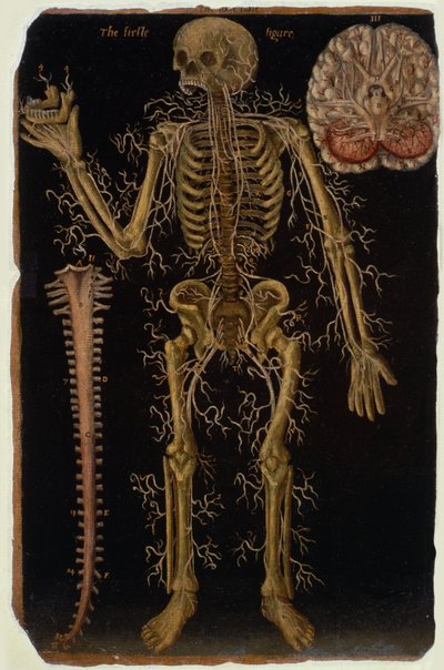Ms Hunter 364 Table VI Dissection, from Anatomical Tables, by John Banister by English School