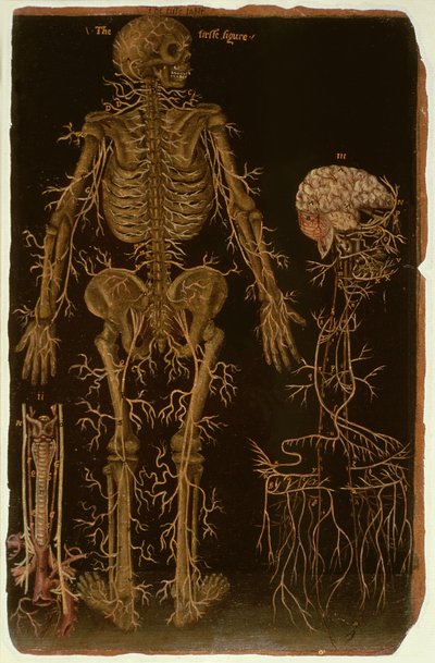 Ms Hunter 364 Table V Dissection, from Anatomical Tables, by John Banister by English School