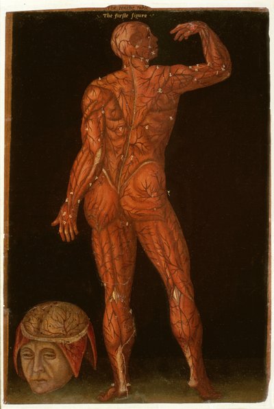 Ms Hunter 364 Table X Dissection, from Anatomical Tables, by John Banister by English School