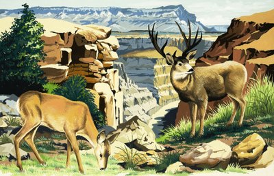 Mule deer at the Grand Canyon National Park by English School