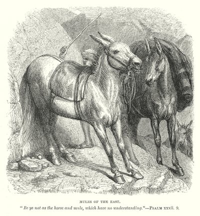 Mules of the East by English School