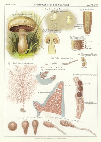 Mushroom and Red Seaweed by English School