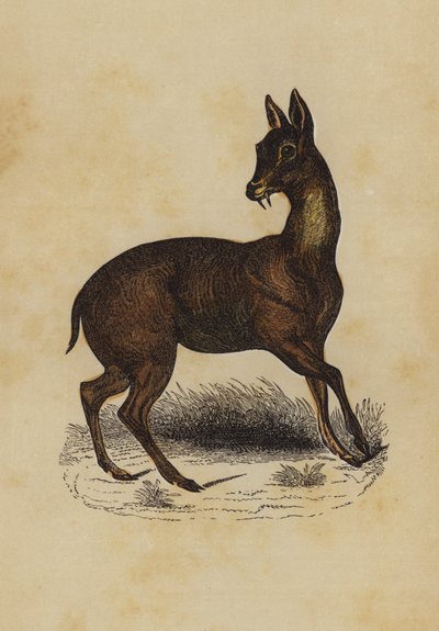 Musk Deer by English School