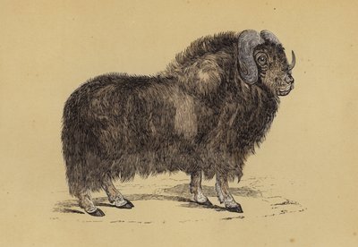 Musk Ox by English School