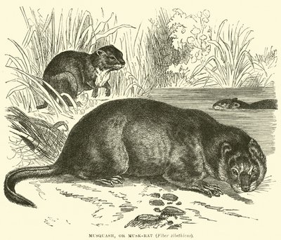 Musquash, or Musk-rat, Fiber zibethicus by English School