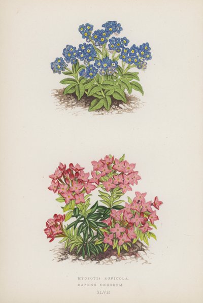 Myosotis Rupicola; Daphne Cneorum by English School