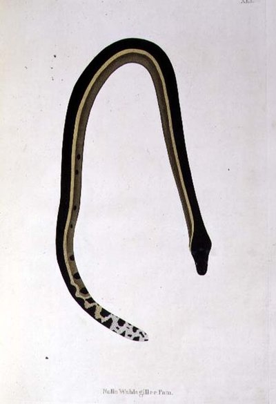 Nalla Wahlagillee Pam Snake from 