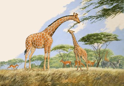 Nature Wonderland: High Tea for the Giraffe by English School