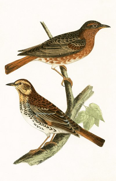 Naumann