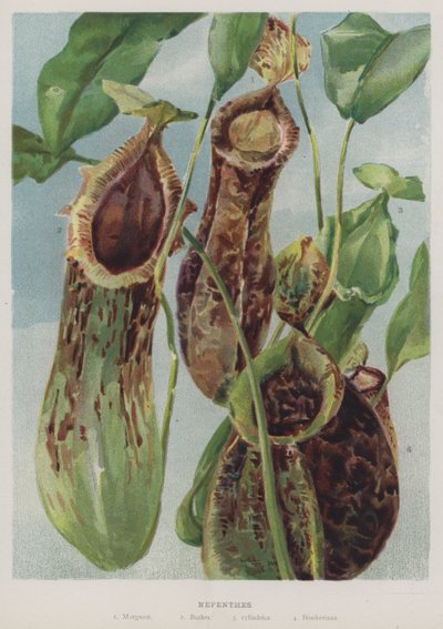 Nepenthes by English School