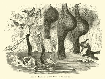 Nests of South African Weaver-birds by English School