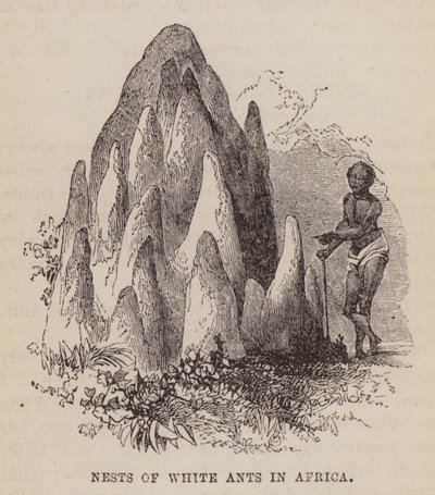 Nests of white ants in Africa by English School