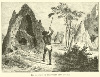 Nets of the White Ants, Termites by English School