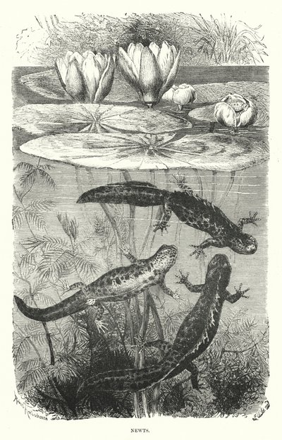 Newts by English School