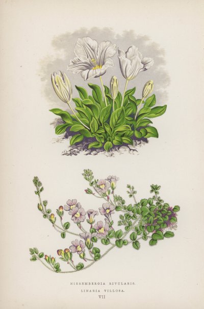 Nierembergia Rivularis; Linaria Villosa by English School
