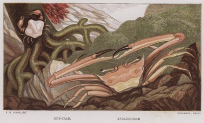 Nut-Crab, Angled-Crab by English School