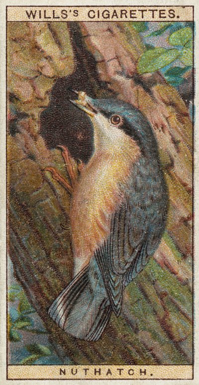 Nuthatch by English School