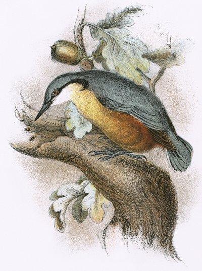 Nuthatch by English School