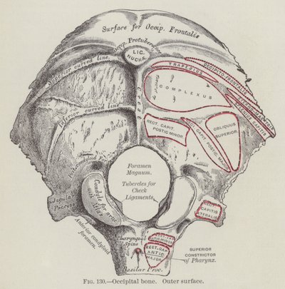 Occipital bone, outer surface (engraving) by English School