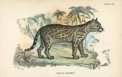 Ocelot by English School