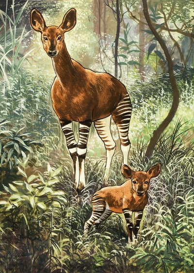 Okapis of the Congo by English School